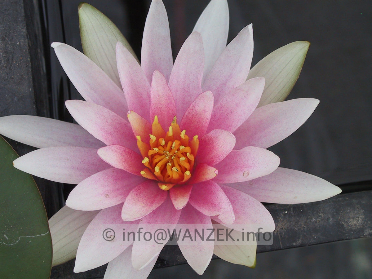 Nymphaea Fritz Junge .JPG